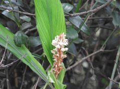 Alpinia stachyodes