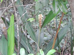 Alpinia stachyodes