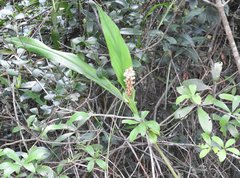 Alpinia stachyodes