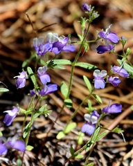 Collinsia torreyi
