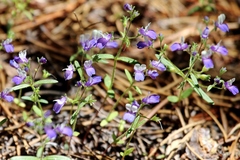 Collinsia torreyi