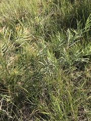 Astragalus pectinatus
