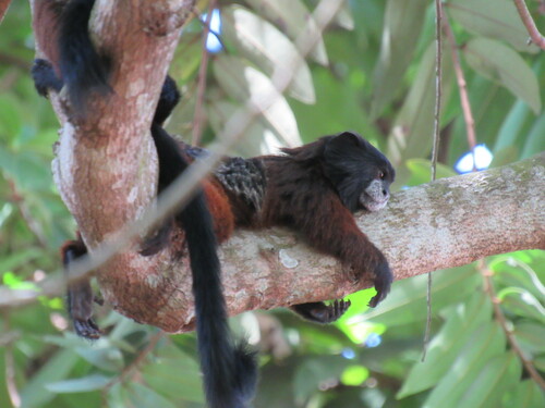 Illiger's Saddle-back Tamarin
