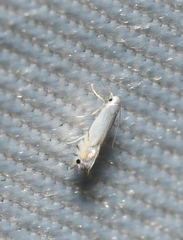 Phyllonorycter clemensella