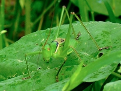 Neobarrettia sinaloae