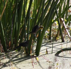 Chrysomus icterocephalus bogotensis