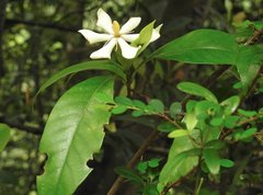 Gardenia jasminoides