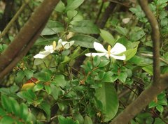 Gardenia jasminoides