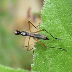 Micropeza nitidor
