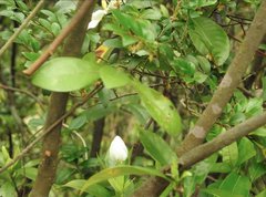 Gardenia jasminoides