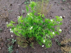 Cnidoscolus angustidens