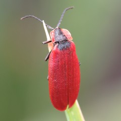 Lycus sanguinipennis