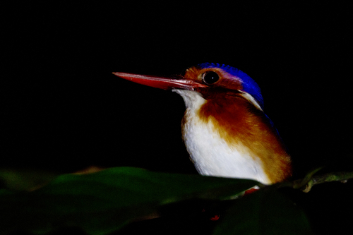White-bellied Kingfisher (Corythornis leucogaster), photo 4