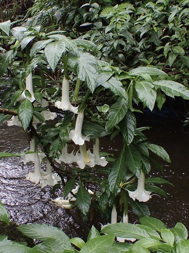 Foto de Trombeta-de-anjos