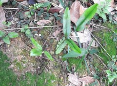 Lindsaea ensifolia