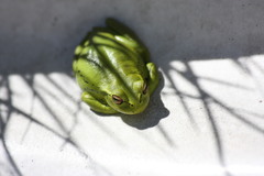 Dendropsophus molitor