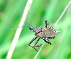 Apiomerus longispinis