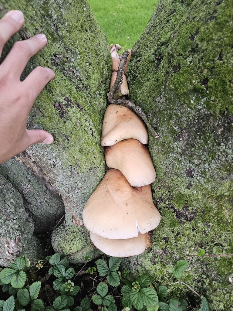 Cyclocybe parasitica · January 2025 · photo: © shimple (iNaturalist, cc0)