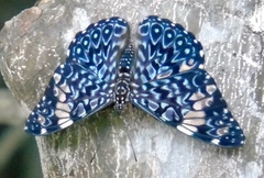 Hamadryas amphinome mazai