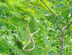 Oxybelis microphthalmus