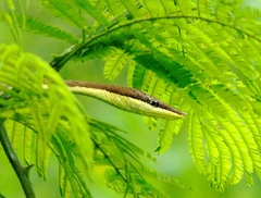 Oxybelis microphthalmus