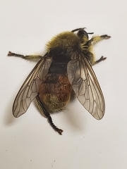 Laphria fernaldi