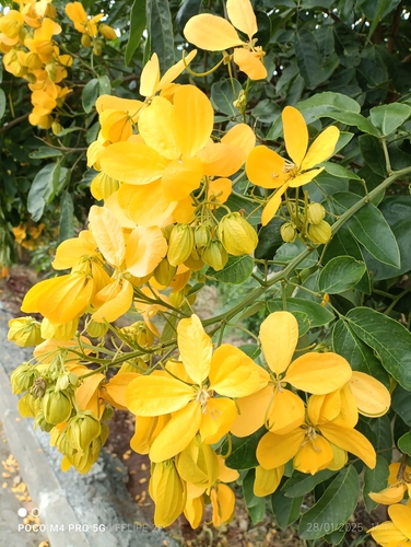 Pau-Fava