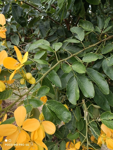 Foto de Pau-Fava
