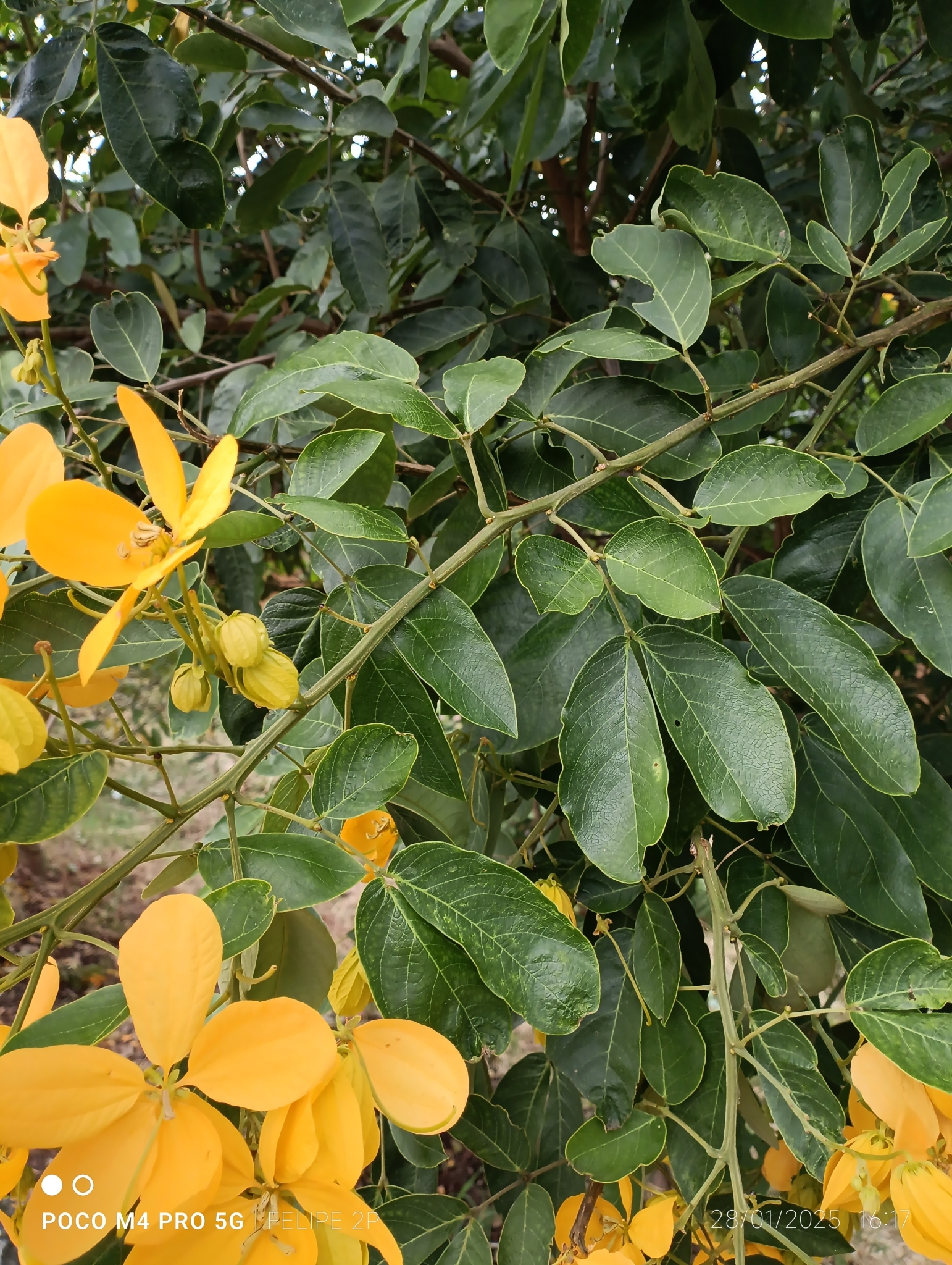 Imagem de Pau-Fava