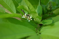 Casearia dolichophylla