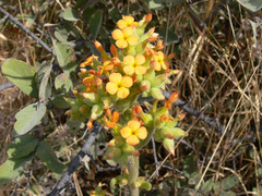 Kalanchoe lanceolata