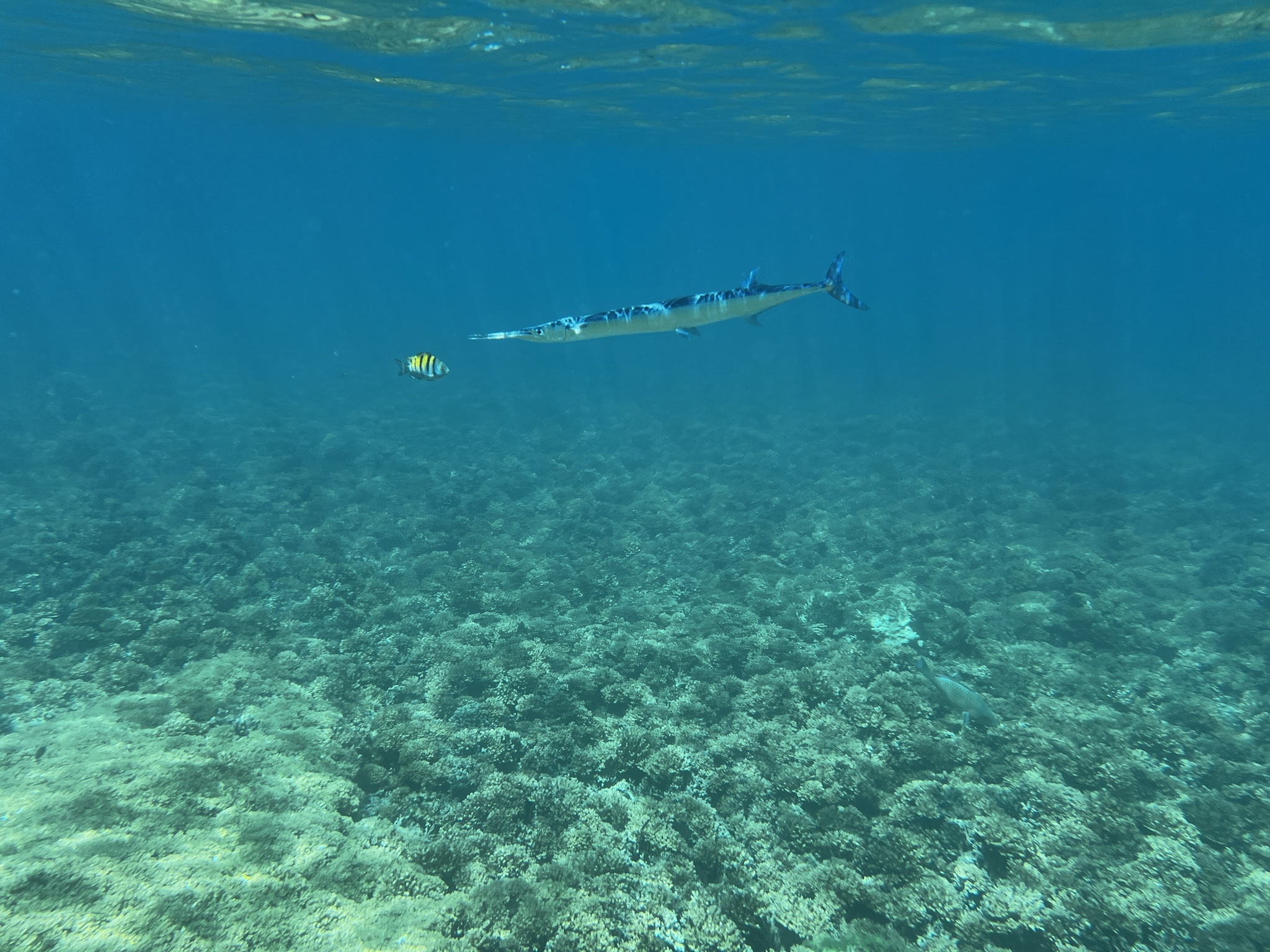 Pacific Agujon photo 4