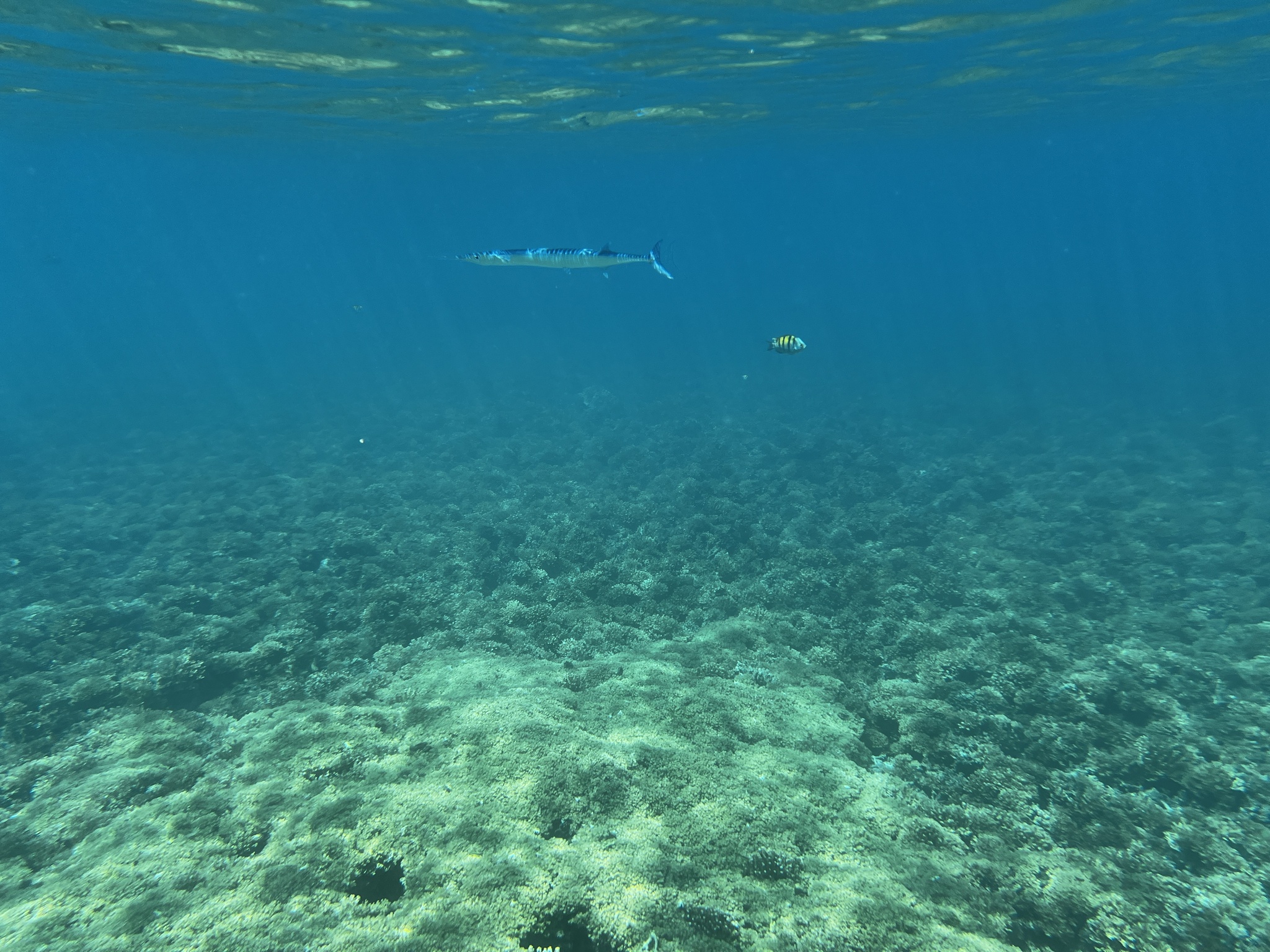 Pacific Agujon photo 5