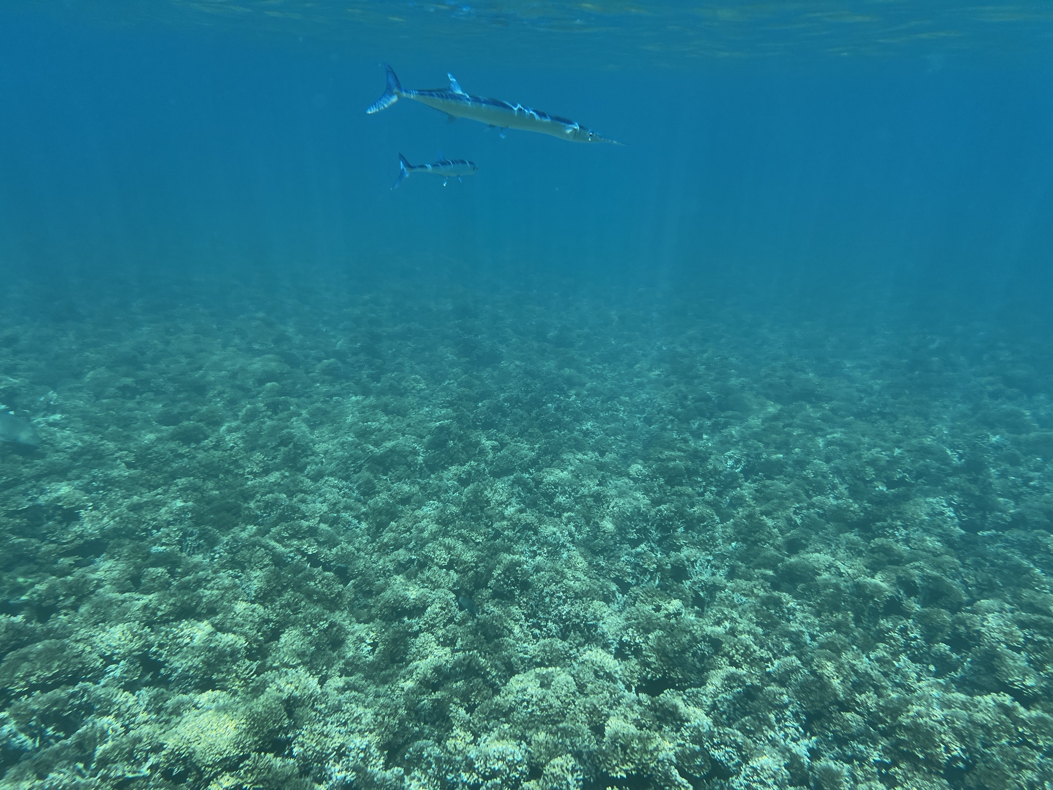 Pacific Agujon photo 3