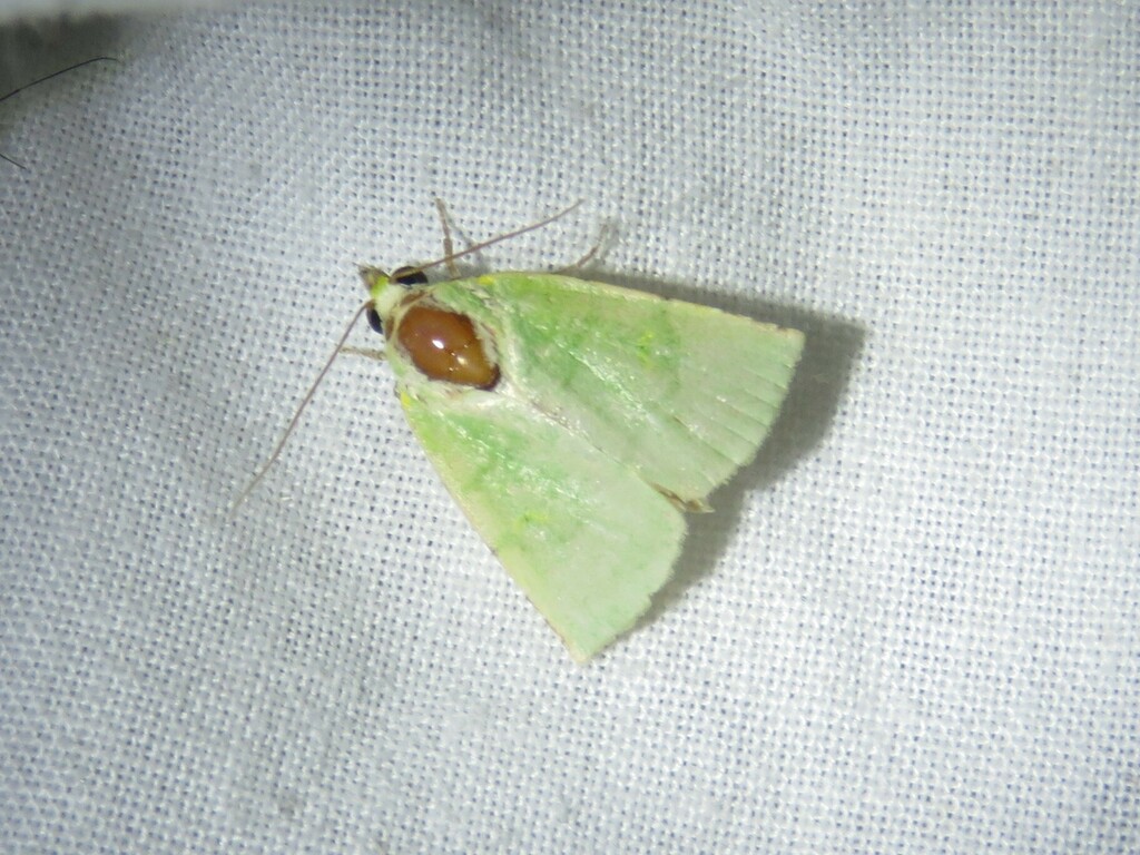 Earias ogovana