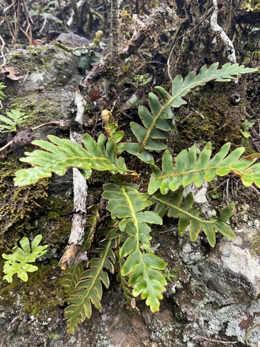 Asplenium aureum, photograph 6
