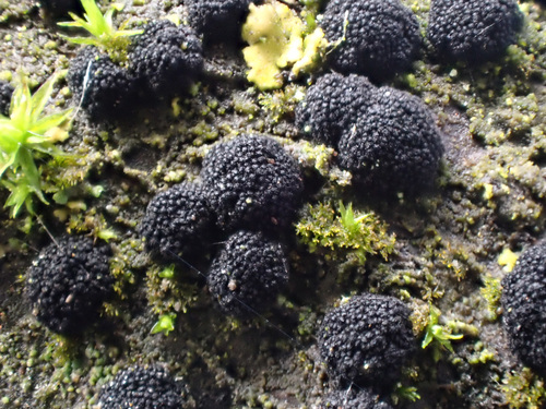 Capronia nigerrima · iNaturalist
