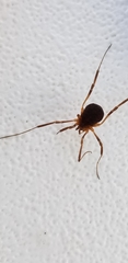 Eumesosoma