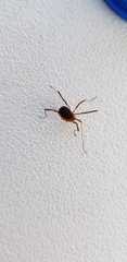 Eumesosoma