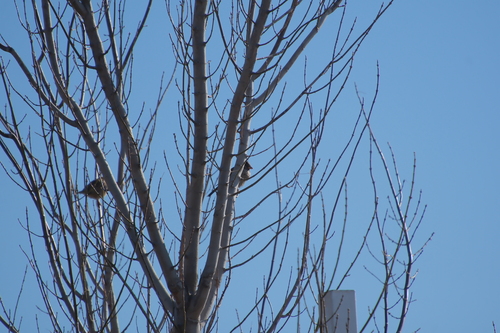 House Sparrow