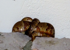 Trimorphodon paucimaculatus