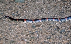 Rhinocheilus antonii