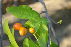 Casearia dolichophylla