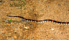 Rhinocheilus antonii