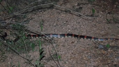 Rhinocheilus antonii