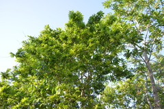 Casearia dolichophylla