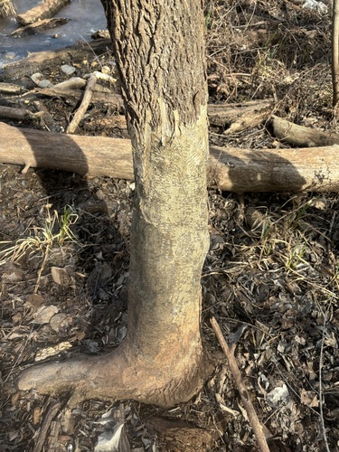 American Beaver photographed in Oklahoma