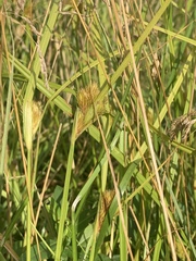 Carex sychnocephala