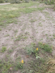 Cochlospermum wrightii