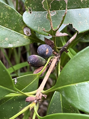 Osmanthus marginatus iNat (1)